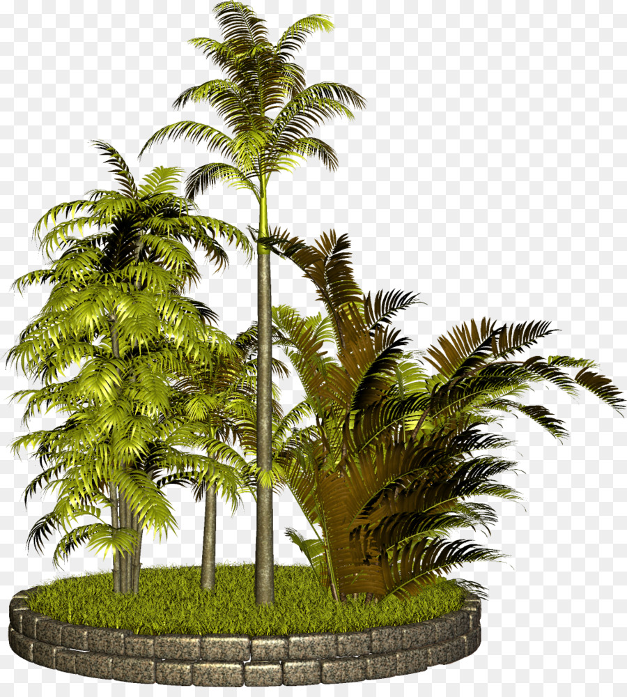 árbol，Arecaceae PNG