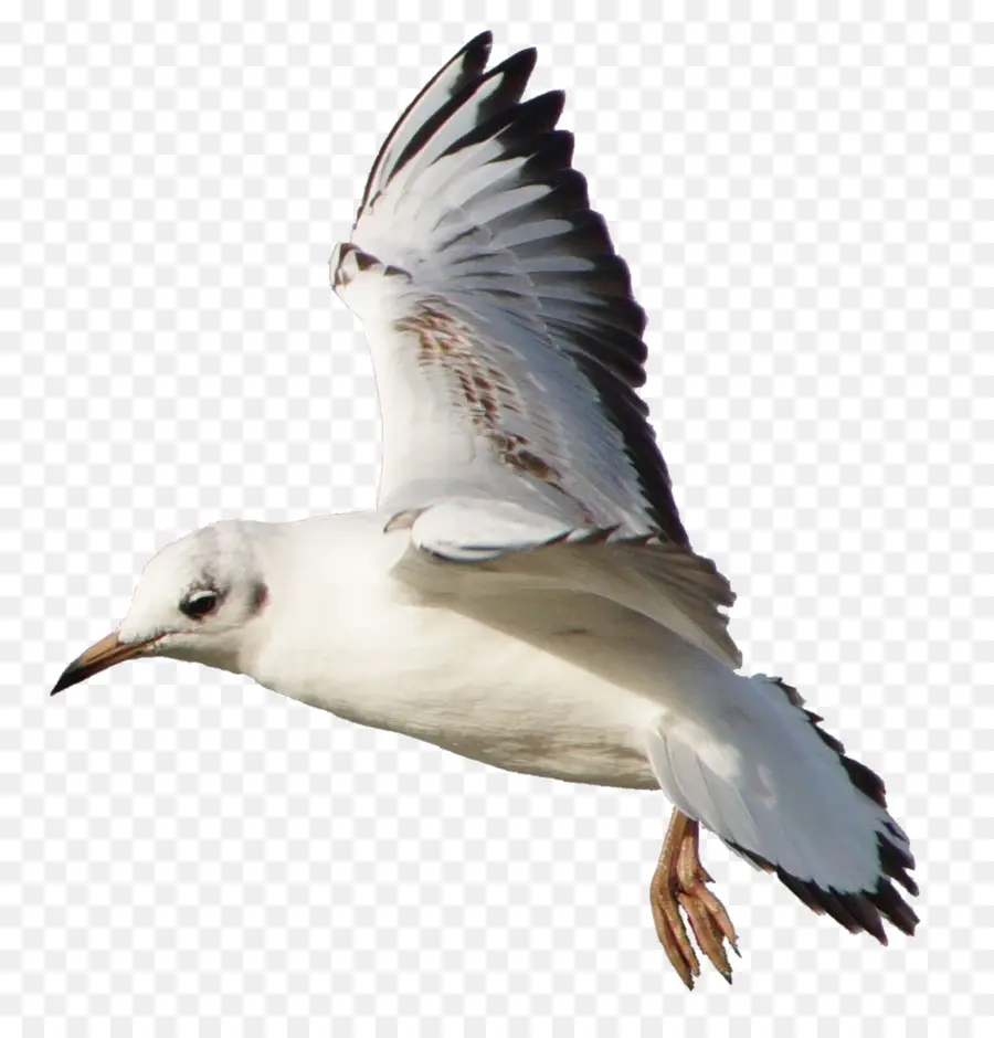 Gaviota，Alas PNG