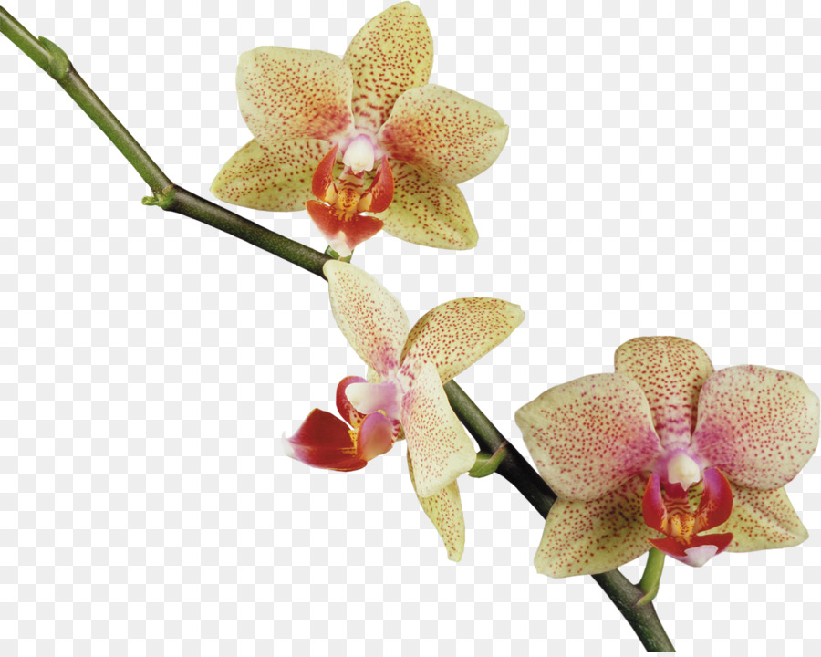 Flor，Las Orquídeas PNG