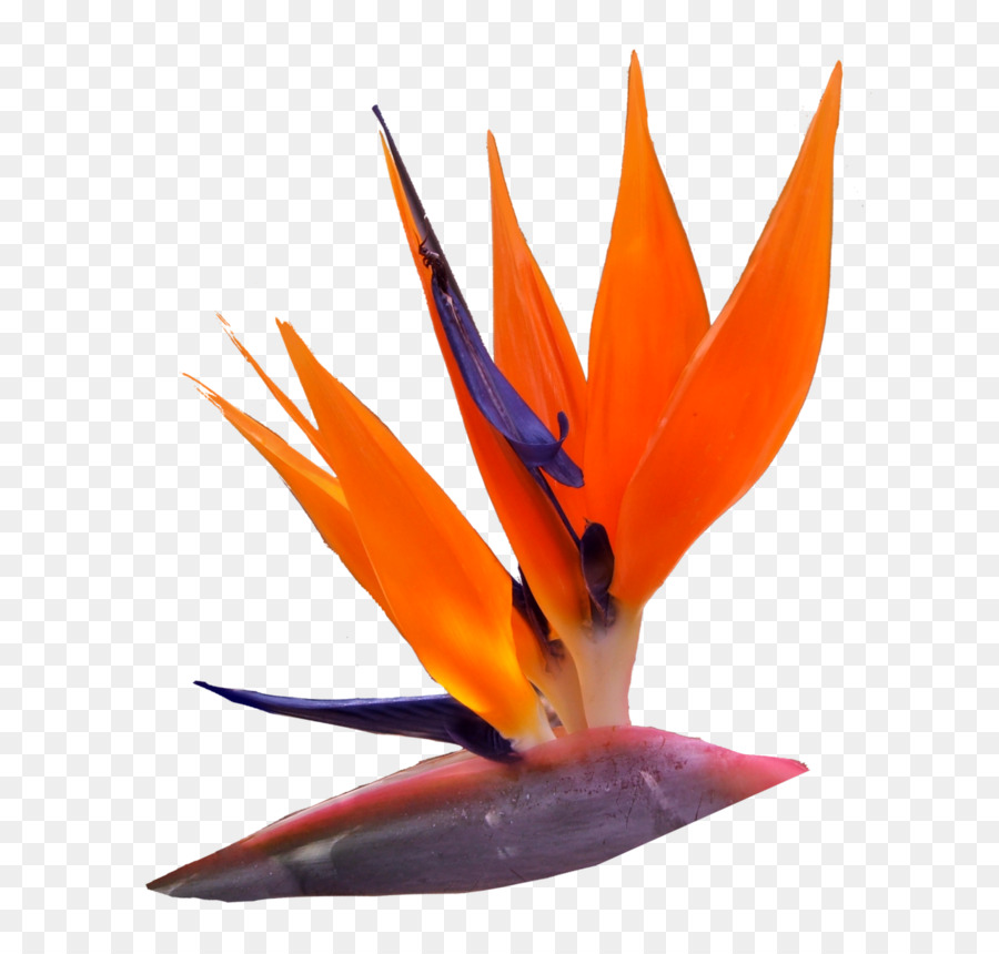 Flor，Naranja PNG