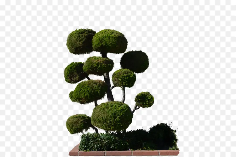 árbol Topiario，Árbol PNG