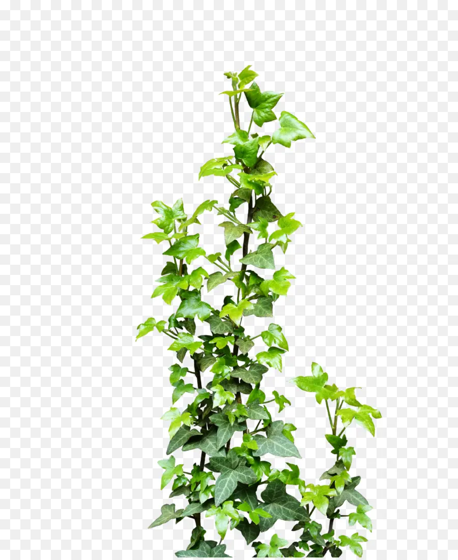 Vid，Ivy PNG