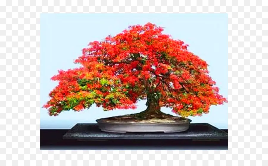 Árbol Bonsái Rojo，Miniatura PNG