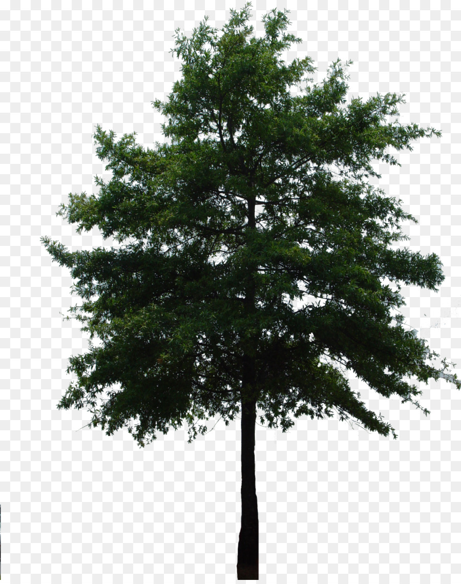 Los árboles De Indiana，árbol PNG
