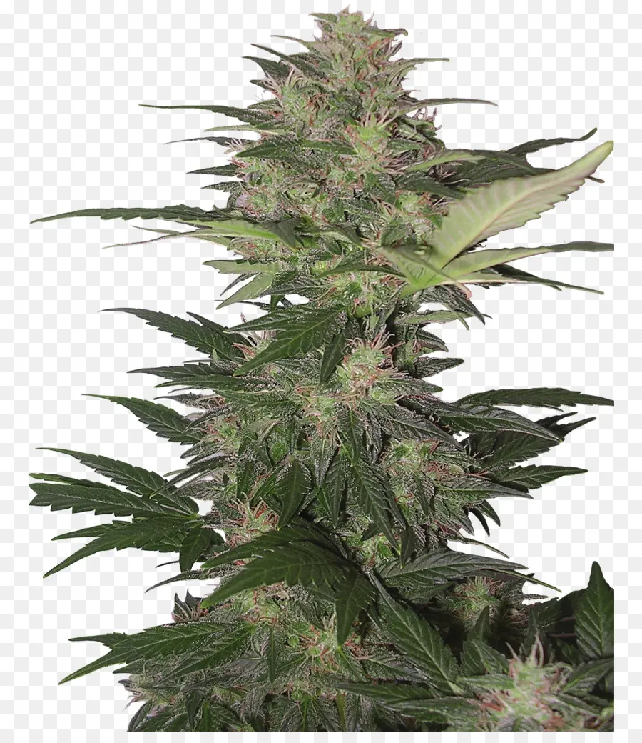 Kush，Skunk PNG