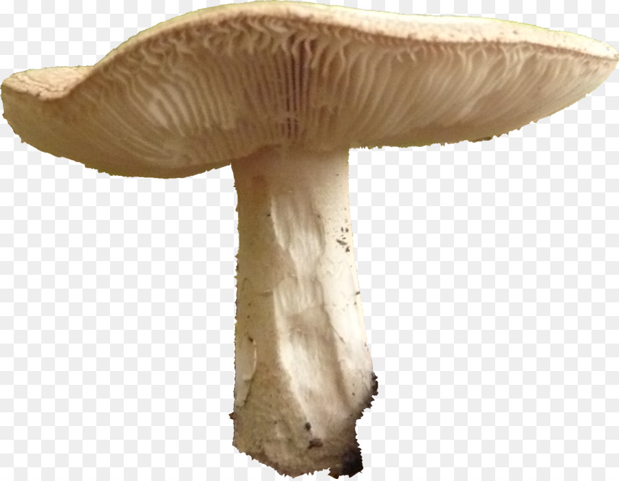 Pleurotus Eryngii，Agarico PNG