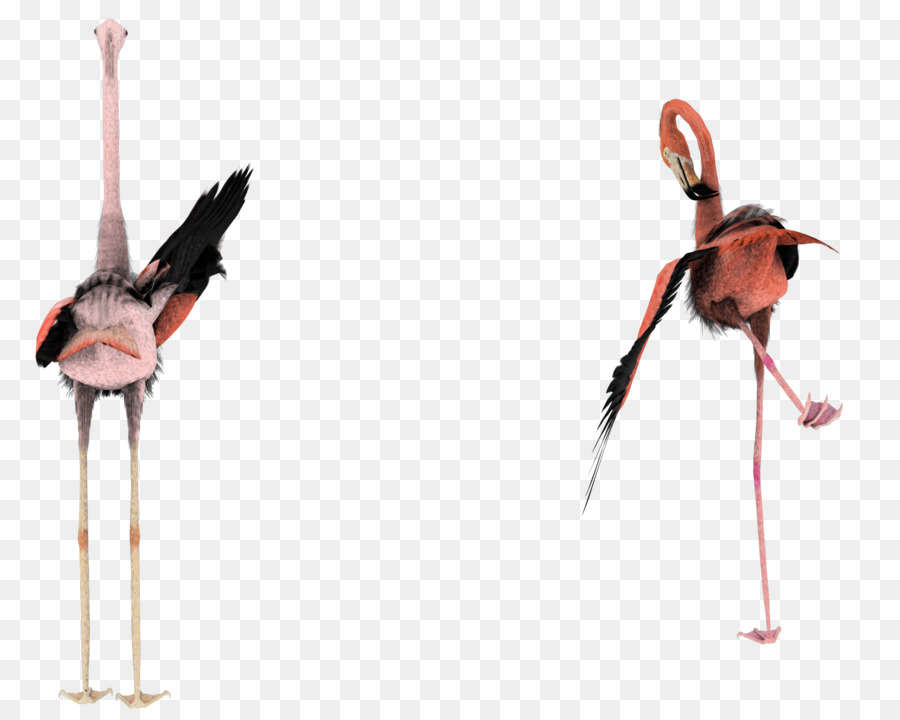 Flamencos，Rosa PNG