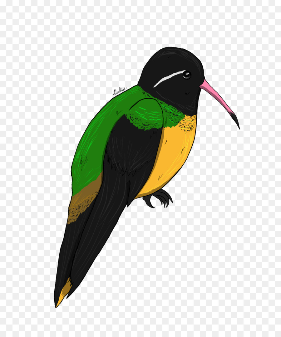 Pájaro，Parrot PNG