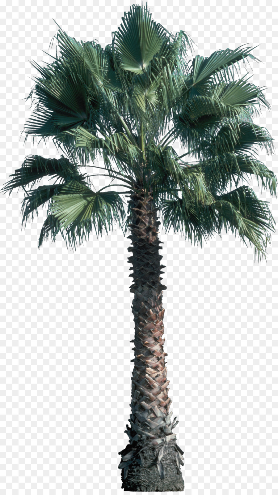 árbol，Arecaceae PNG