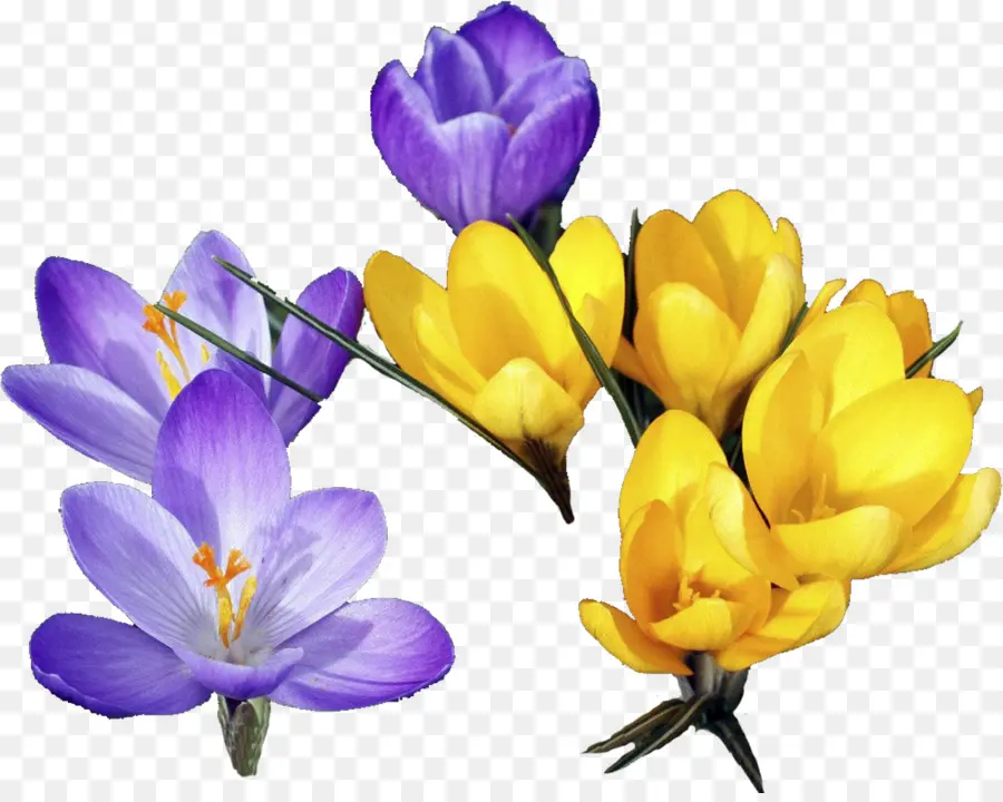 Flores，Florecer PNG