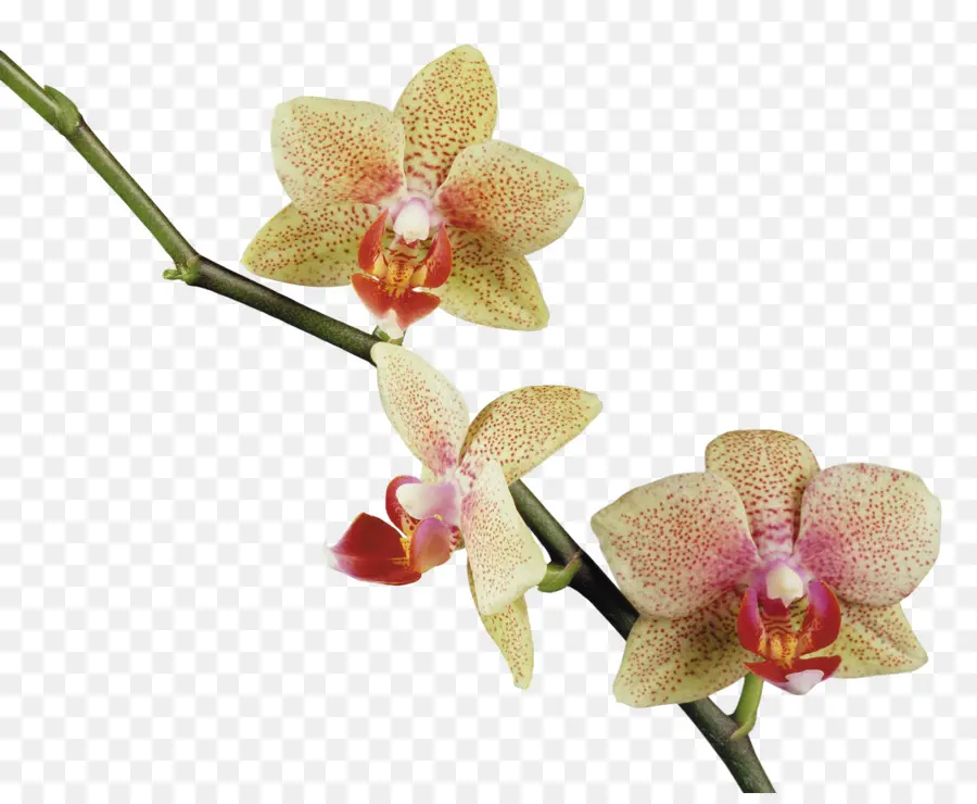 Flor，Las Orquídeas PNG