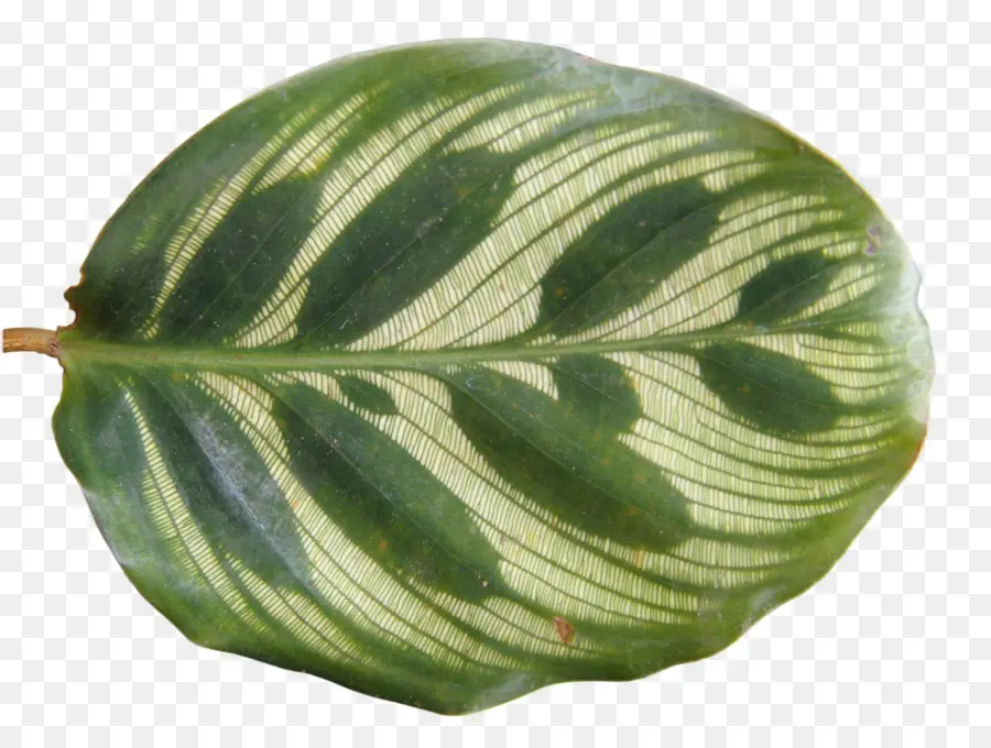 Hoja Verde，Estampado PNG