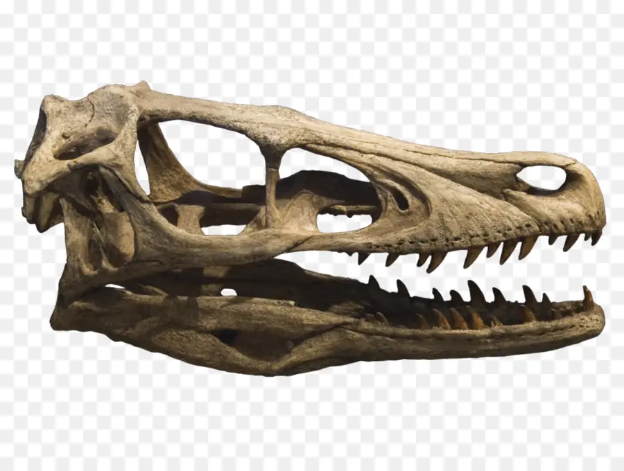 Velociraptor，Deinonychus PNG