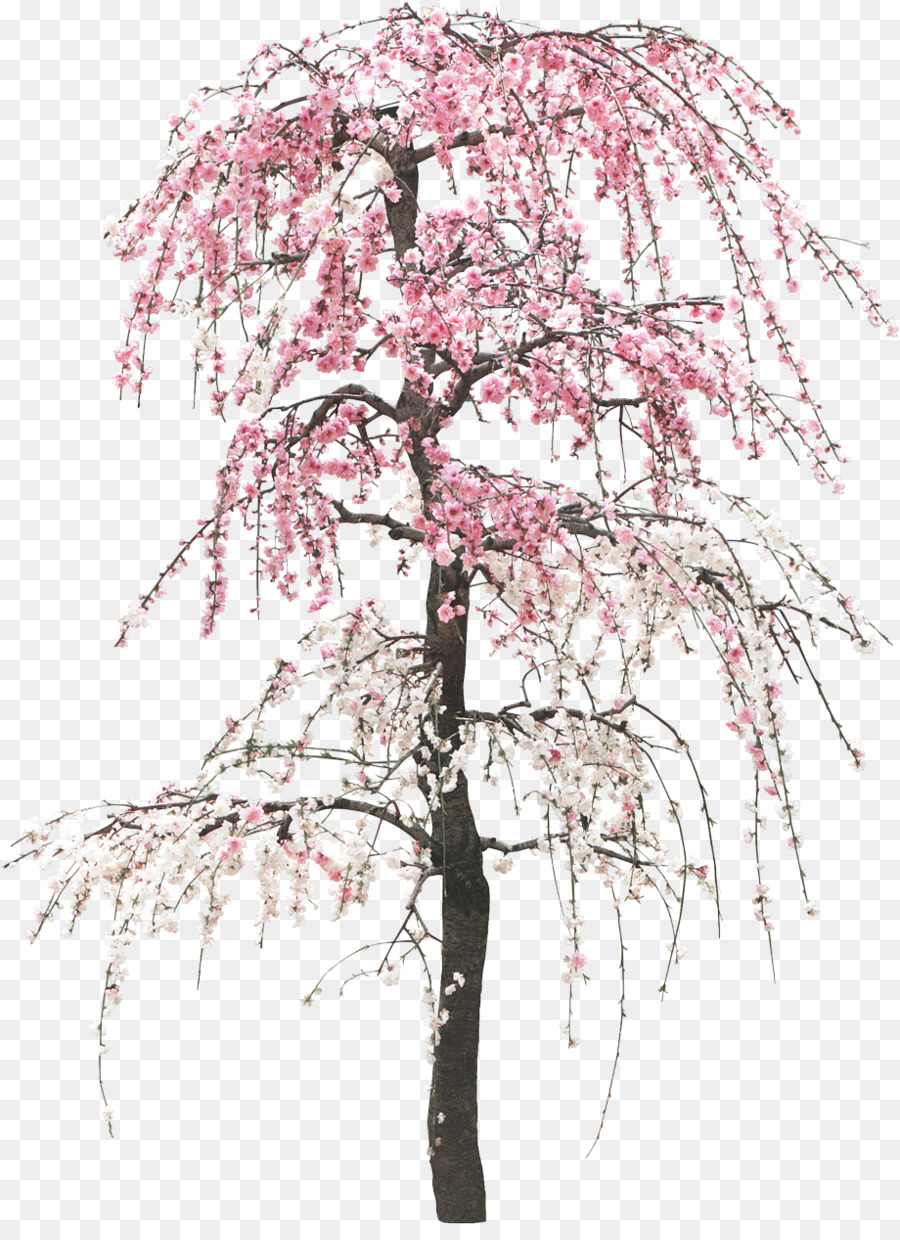 Árbol De Cerezo En Flor，Flores Rosadas PNG