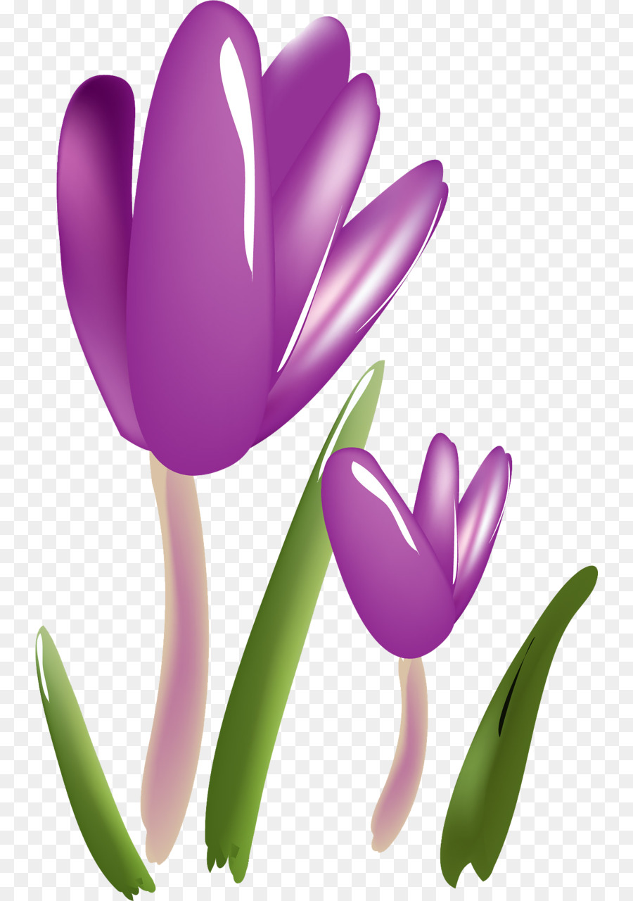 Flor，Crocus PNG