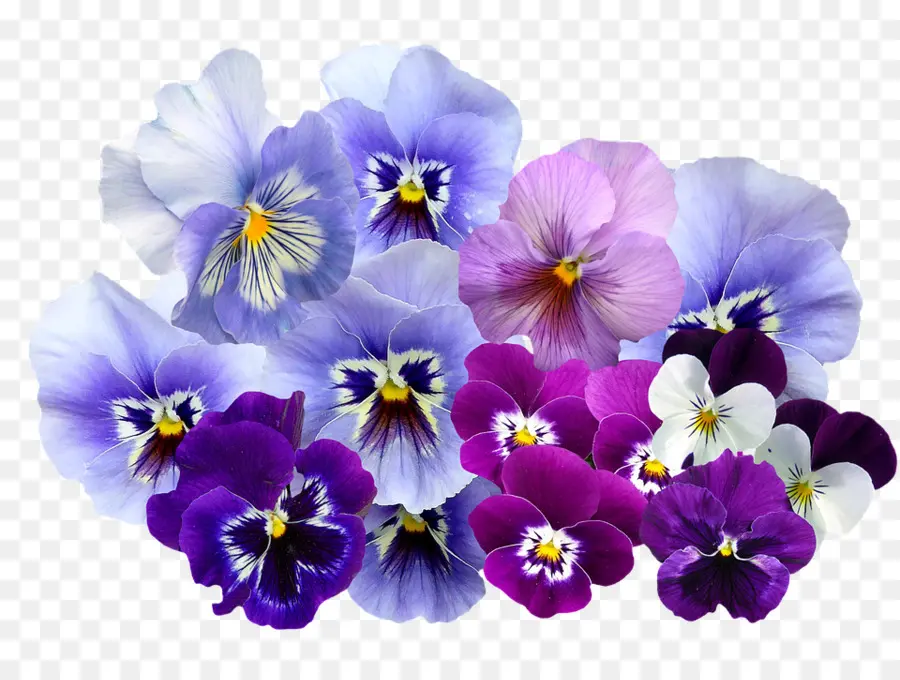 Pansy，Violeta PNG