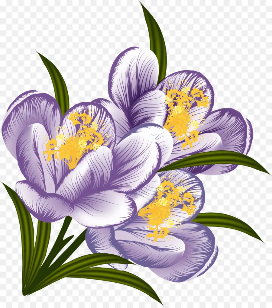 Flor，Crocus PNG