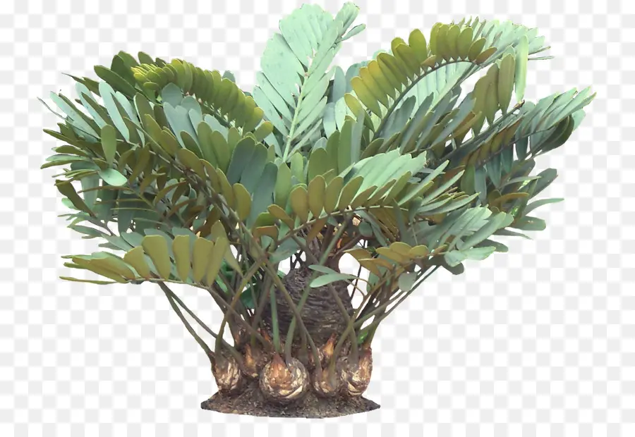 Zamia Furfuracea，Planta PNG