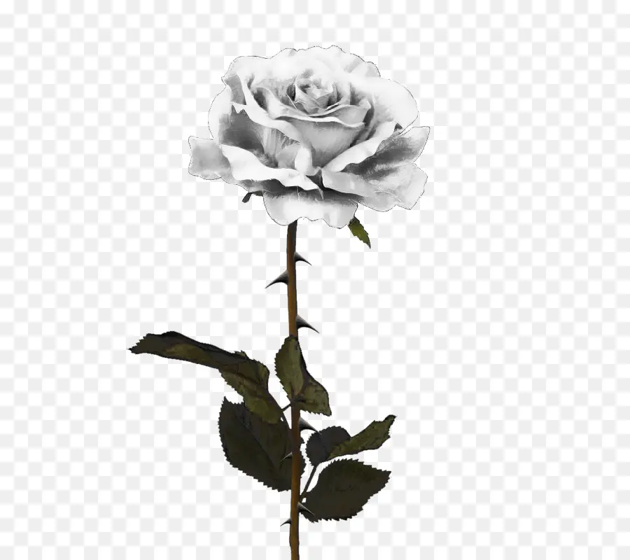 Rosas Blancas Y Negras，Antiguo PNG