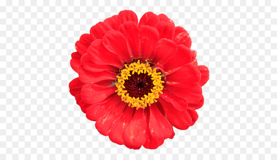 Flor，Fondo De Escritorio PNG