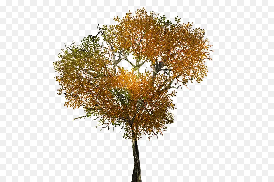 árbol De Otoño，Caer PNG