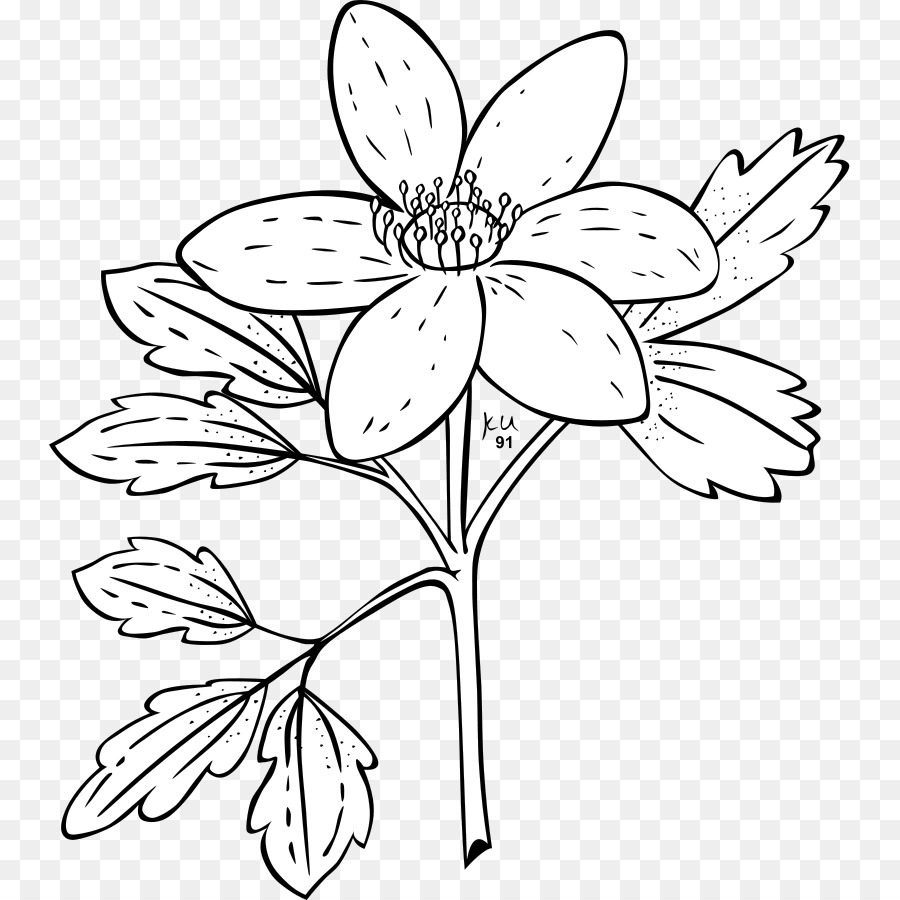 Anémona Canadensis，Anemone Nemorosa PNG