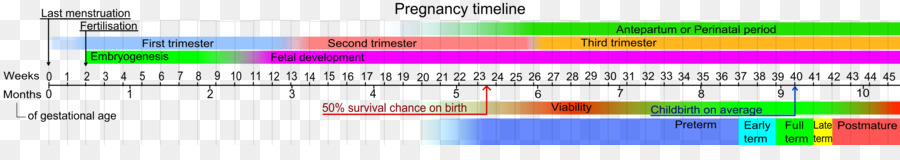 El Embarazo，La Edad Gestacional PNG