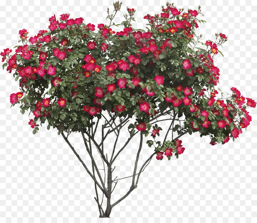 Rosal，Rojo PNG