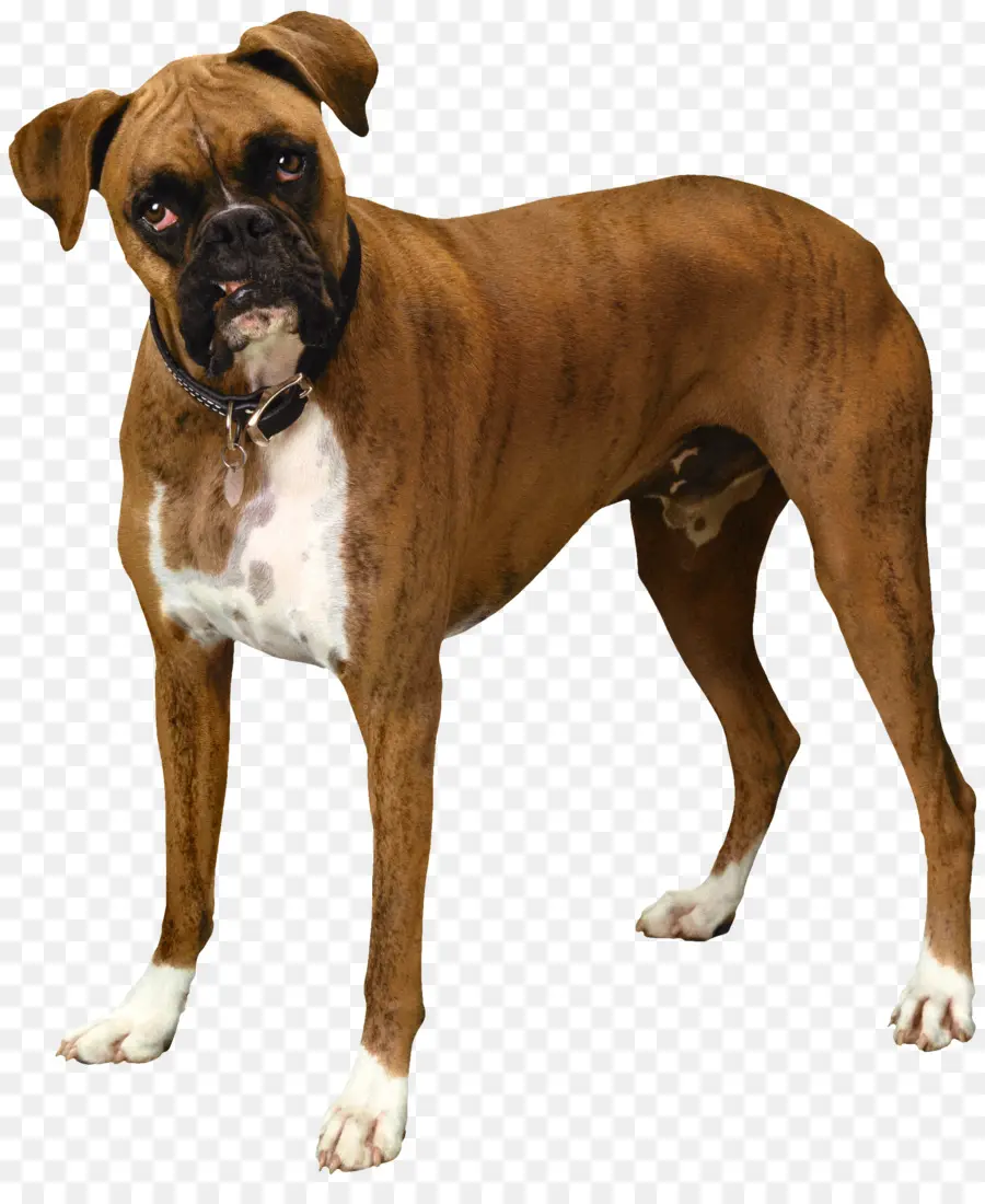 Perro，Mascota PNG