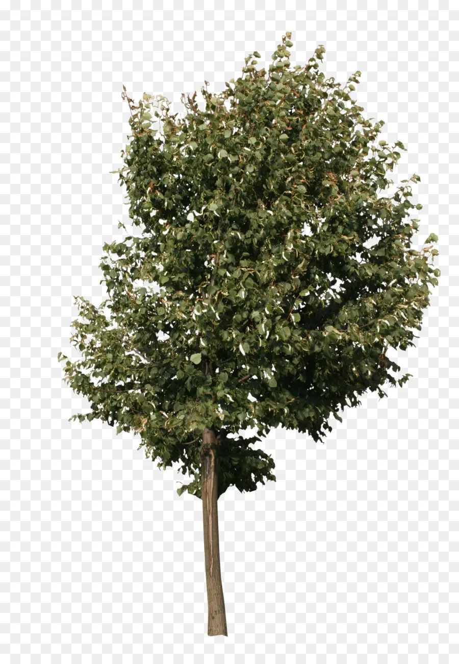 Árbol，Hojas PNG