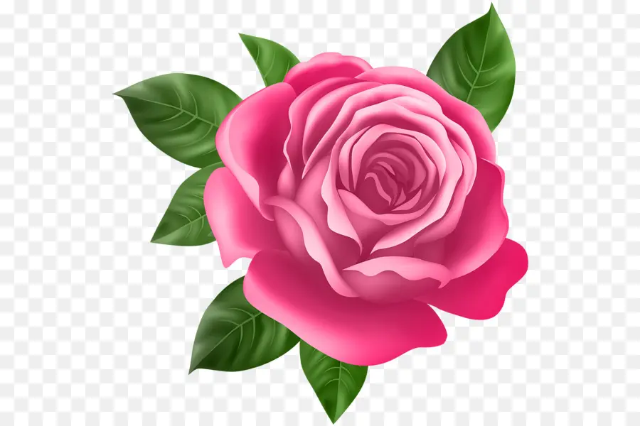 Rosa，Púrpura PNG