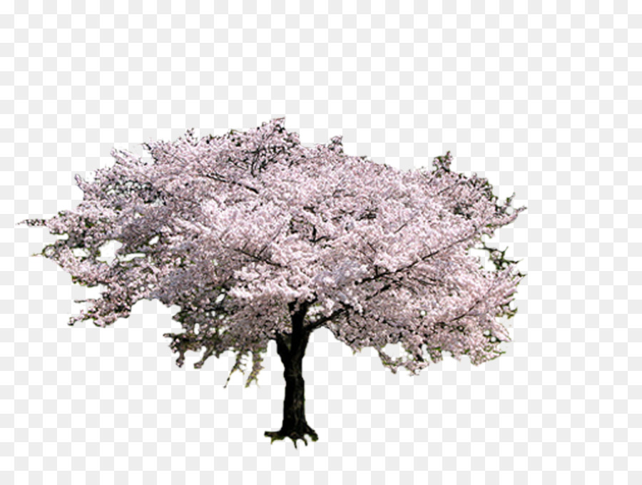 Flor De Cerezo，Árbol PNG