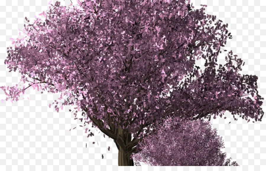 Flor De Cerezo，Árbol PNG