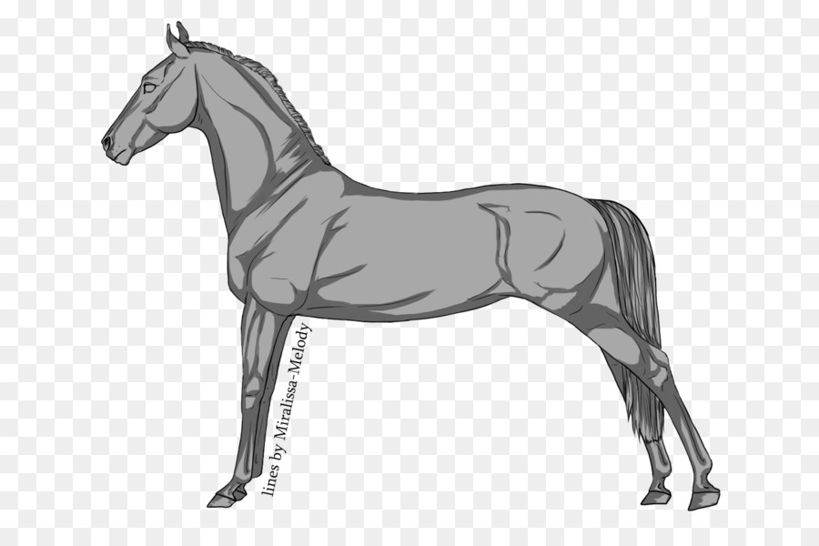 Caballo，Colt PNG