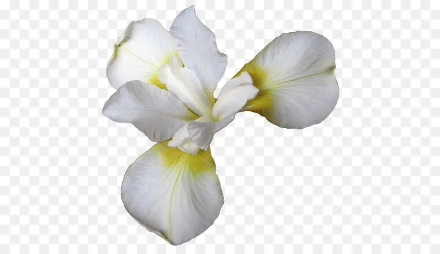 Iris Blanco，Pétalo PNG