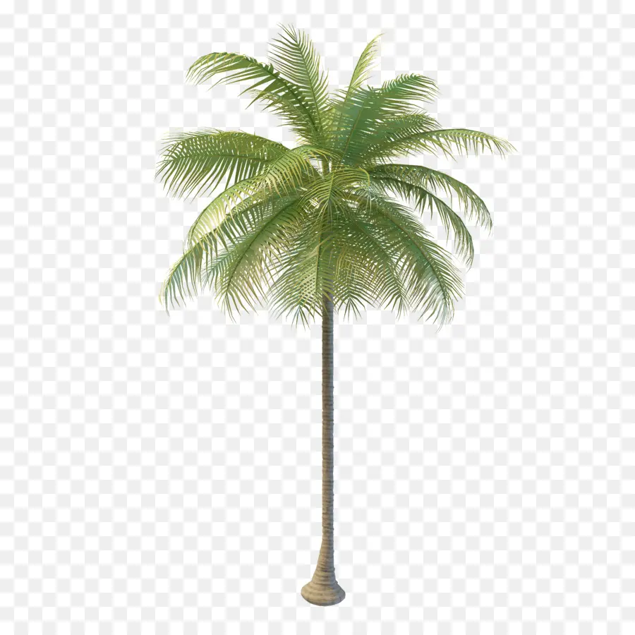 Arecaceae，Agua De Coco PNG