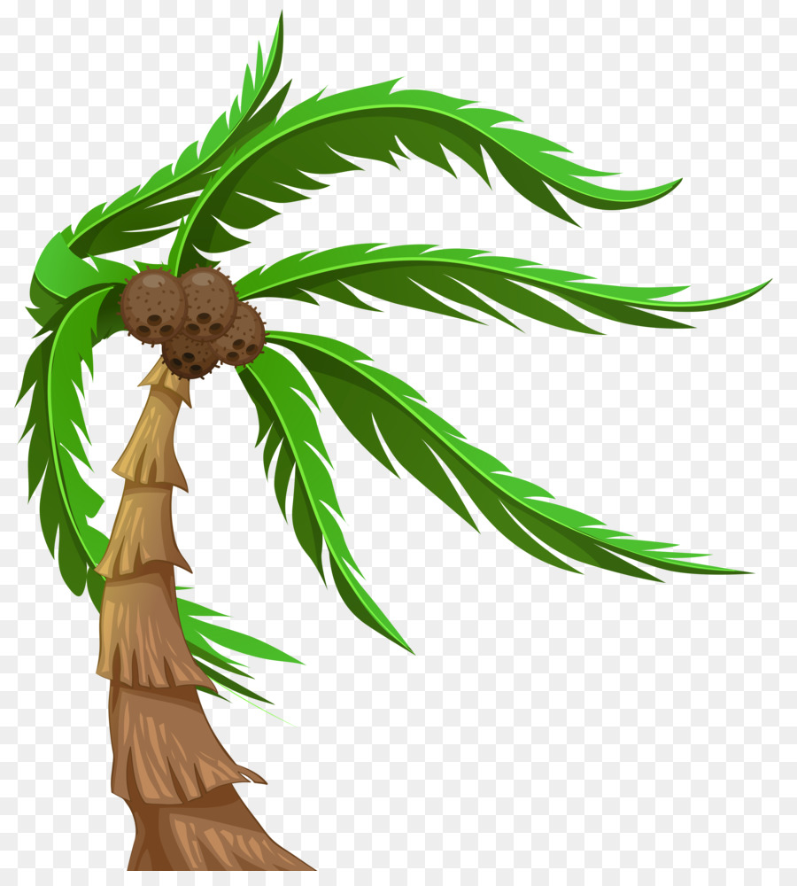 árbol，Arecaceae PNG