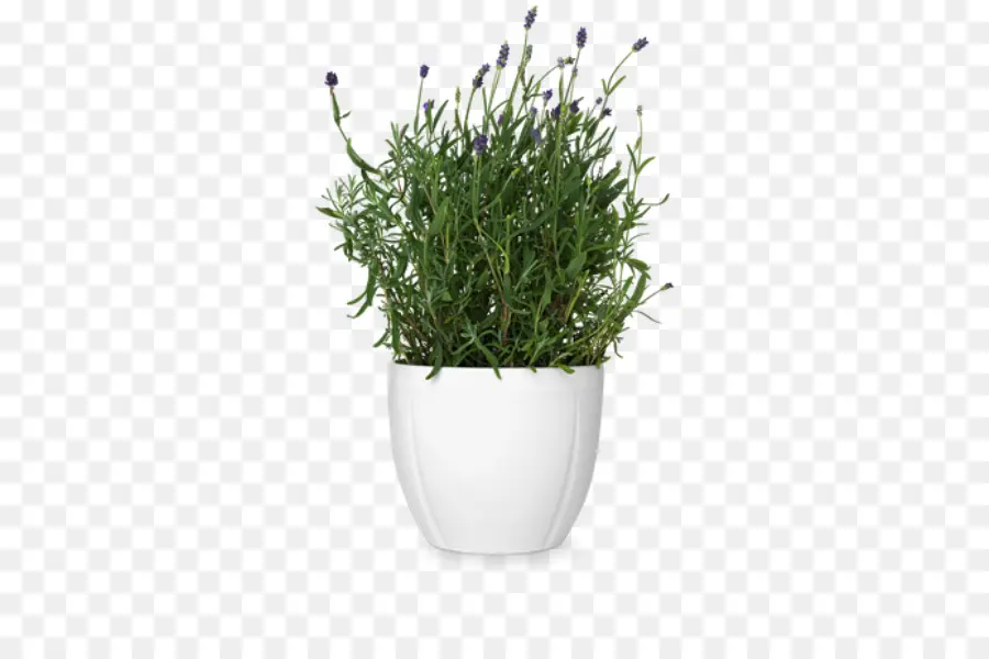 Planta De Lavanda，Olla Blanca PNG