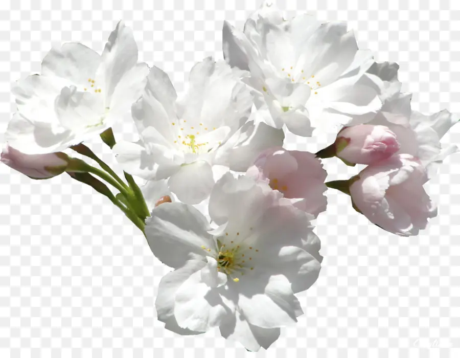 Flor，Blanco PNG