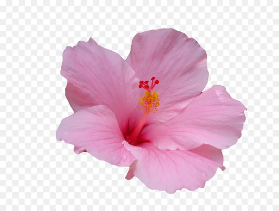 Hawaii，Flor PNG