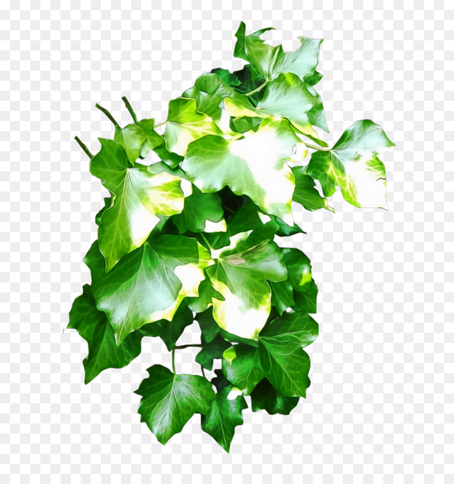 Planta，Verde PNG