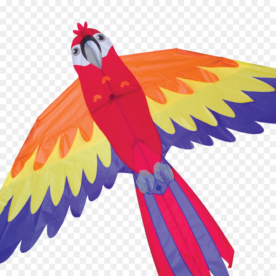 Loro Colorido，Pájaro PNG