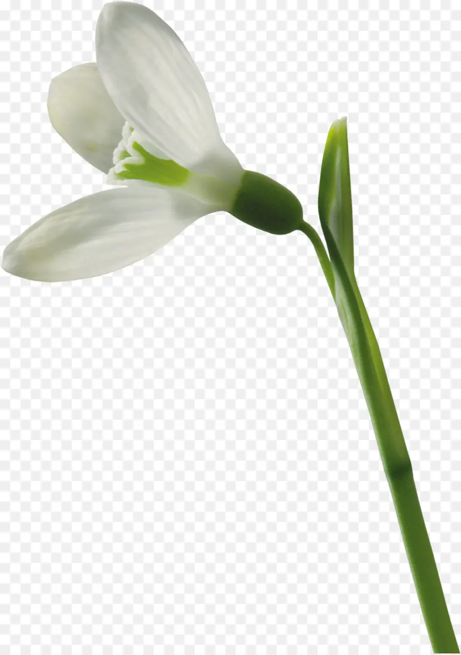 Campanilla De Febrero，Flor PNG