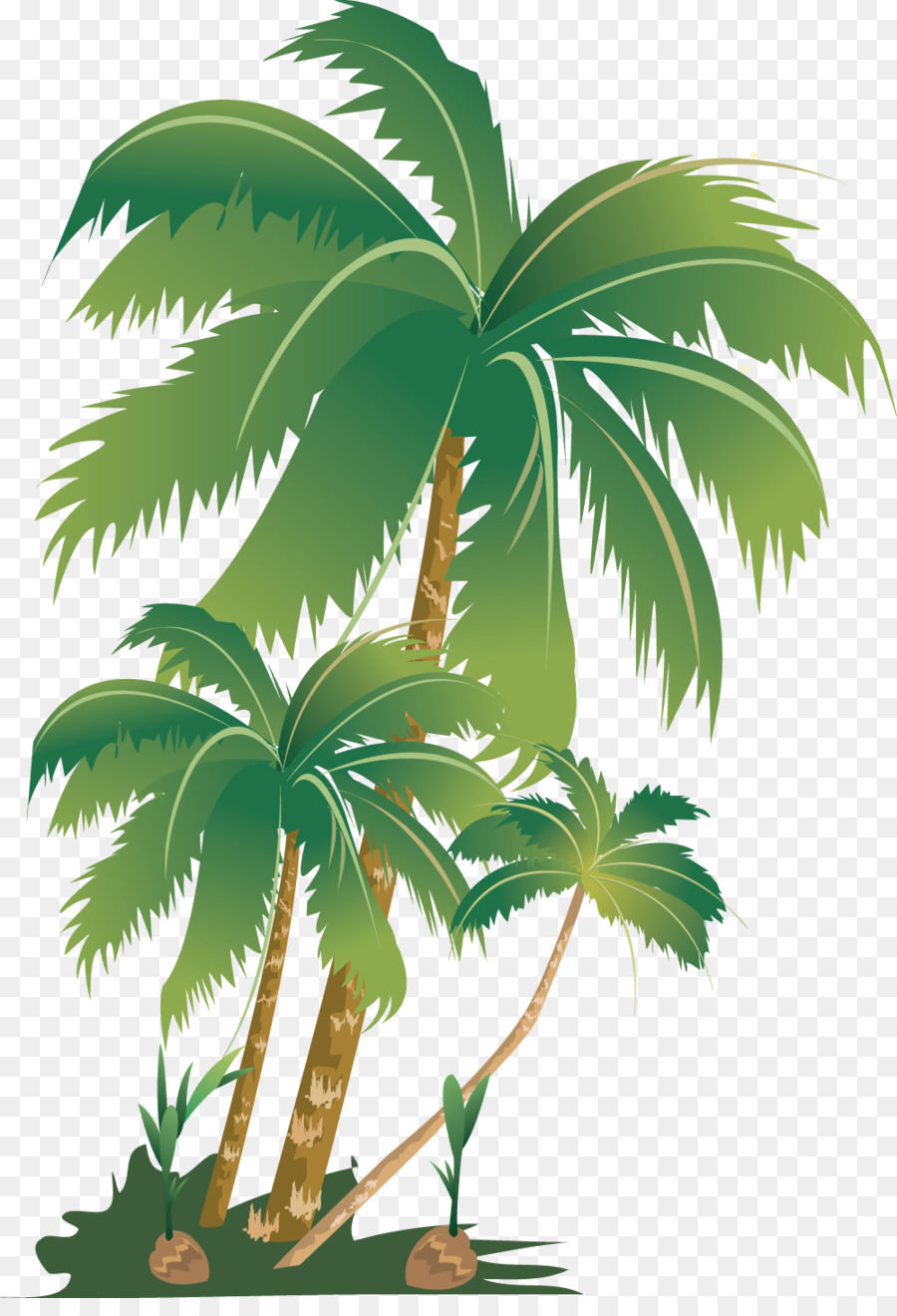 Arecaceae，árbol PNG