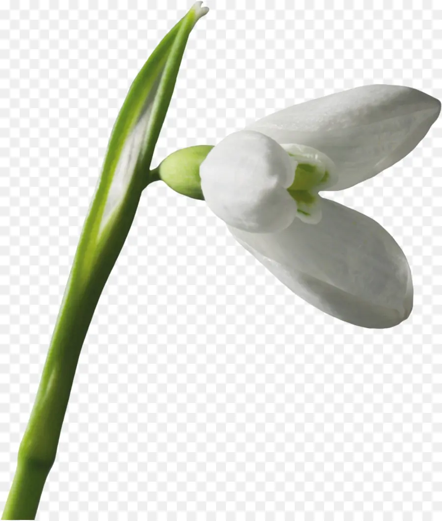 Flor De Campanilla Blanca，Floración PNG