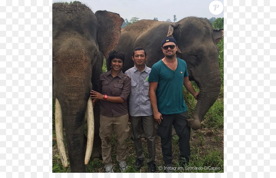 Sumatra，Elephant Nature Park PNG