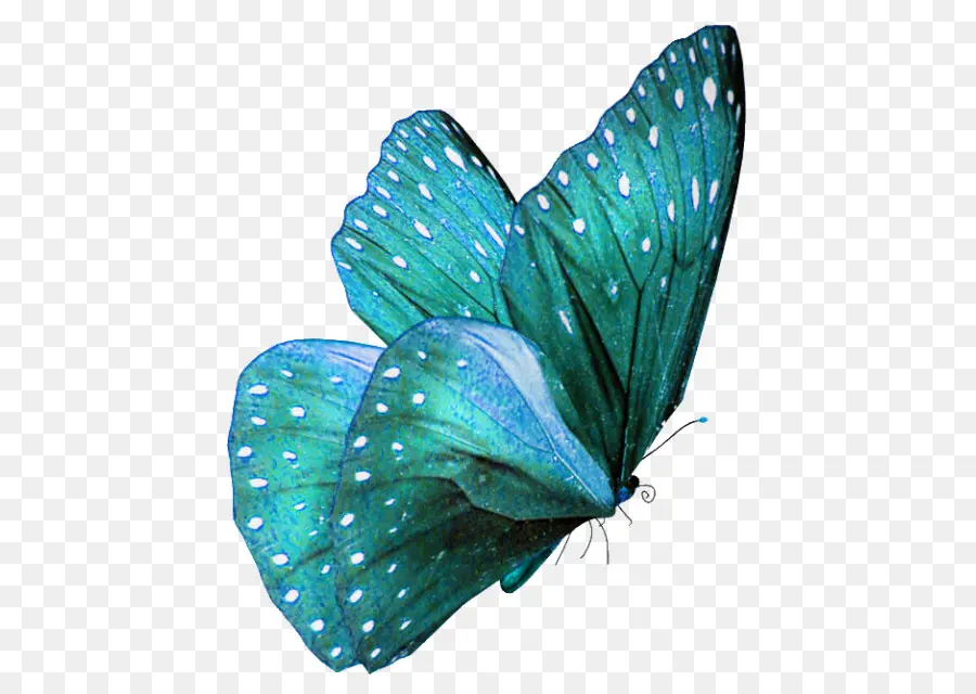 Mariposa，Teal PNG