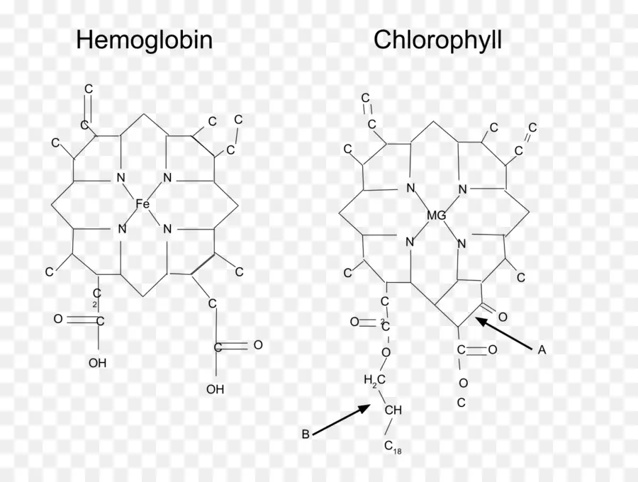 Hemoglobina Y Clorofila，Molécula PNG