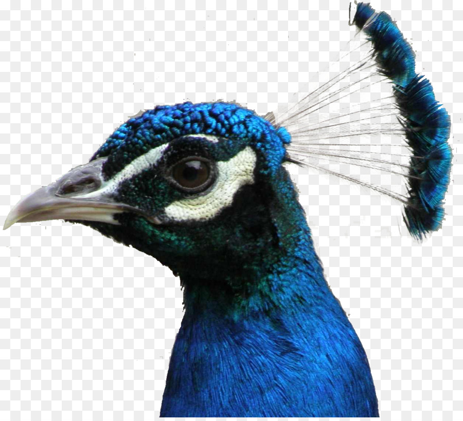 Pájaro，Asiática Del Pavo Real PNG