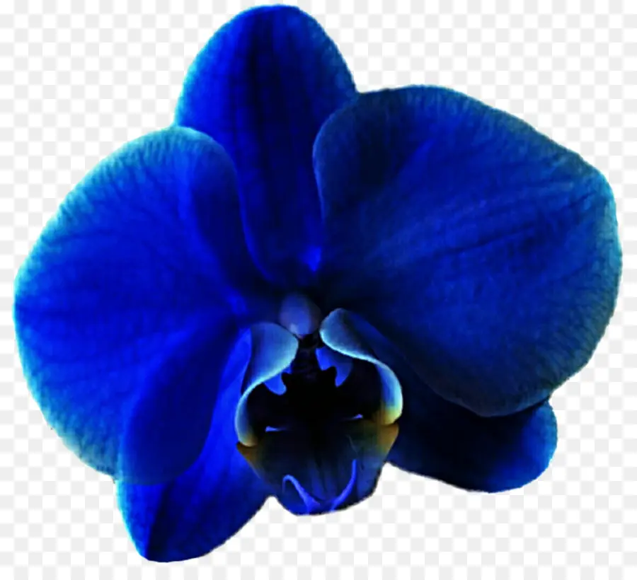 Azul，Las Orquídeas PNG